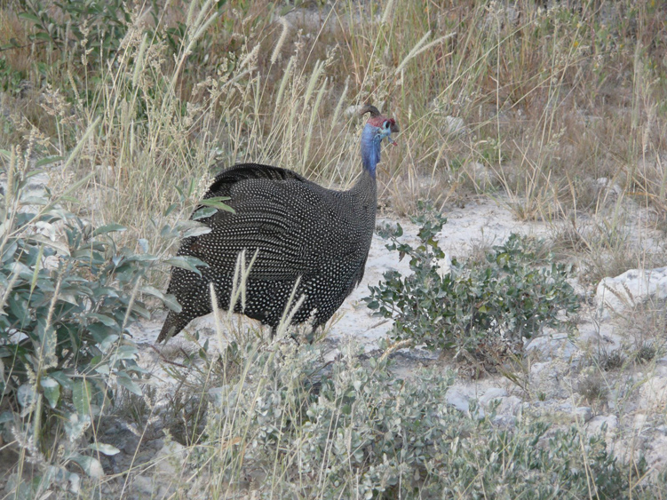 31  perlhuhn.jpg